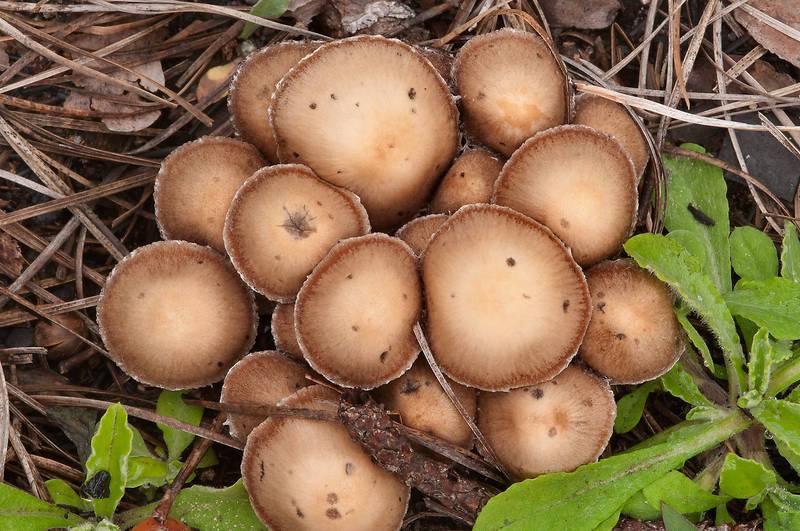 Cluster of light brown brittlestem mushrooms Psathyrella pennata in Bastrop State Park. Bastrop, Texas, January 5, 2013