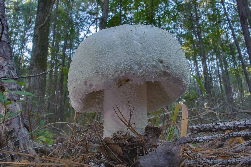 Many Warts mushroom (<B>Amanita polypyramis</B>) on Caney Creek section of Lone Star Hiking Trail in Sam Houston National Forest near Huntsville, Texas, <A HREF="../date-en/2013-10-26.htm">October 26, 2013</A>
