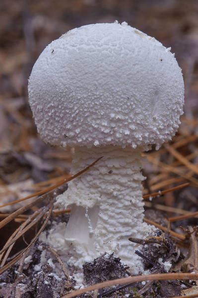 Close up of Many Warts mushroom (<B>Amanita polypyramis</B>) on Pitcher Plant Trail in Big Thicket National Preserve. Warren, Texas, <A HREF="../date-en/2013-11-10.htm">November 10, 2013</A>