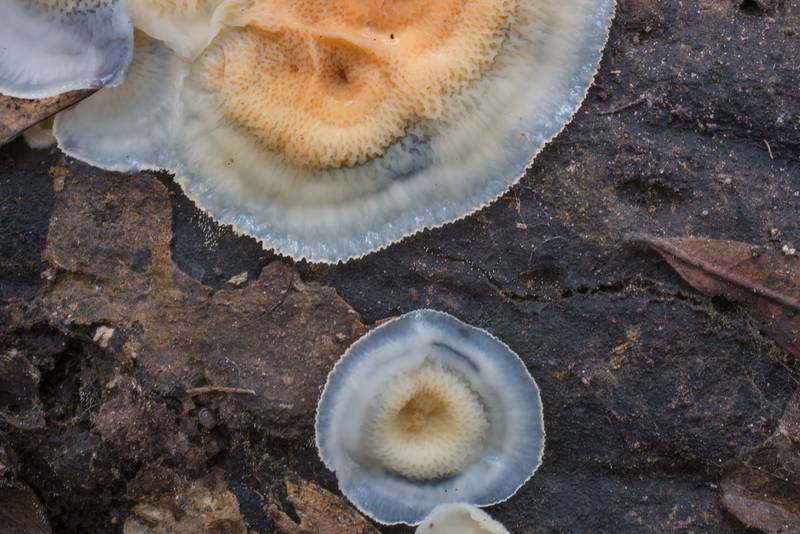 Details of jelly rot fungus (Merulius tremellosus, Phlebia tremellosa) on Kiwanis Nature Trail. College Station, Texas, November 12, 2017