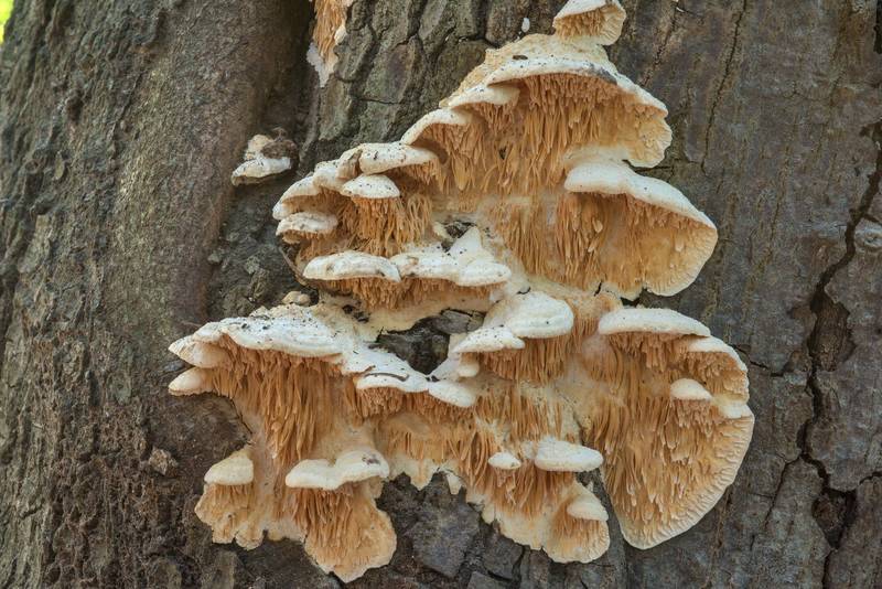 Irpex canker (<B>Sarcodontia pachyodon</B>, Spongipellis pachyodon) mushrooms on a tree on Kiwanis Nature Trail. College Station, Texas, <A HREF="../date-en/2018-01-14.htm">January 14, 2018</A>
