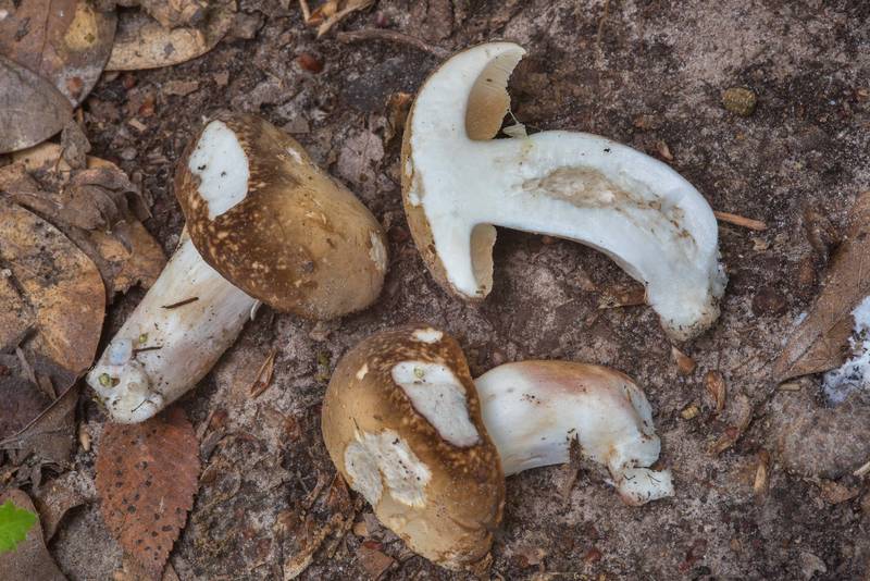 Dissected spotted bolete mushrooms (<B>Xanthoconium affine</B> var. maculosus) in Lick Creek Park. College Station, Texas, <A HREF="../date-en/2018-05-13.htm">May 13, 2018</A>