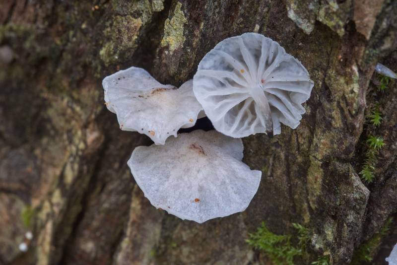 Close up of small white mushrooms Marasmiellus candidus on a live elm tree in Lick Creek Park. College Station, Texas, May 24, 2018