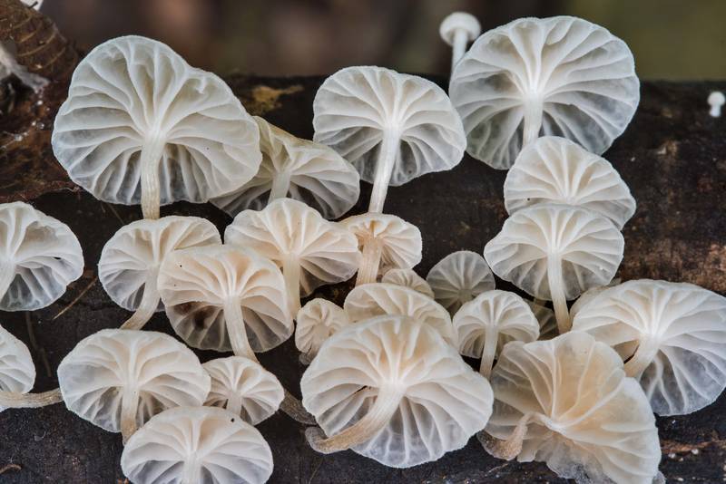 Gills of small white mushrooms Marasmiellus candidus on a fallen branch in Lick Creek Park. College Station, Texas, May 24, 2018