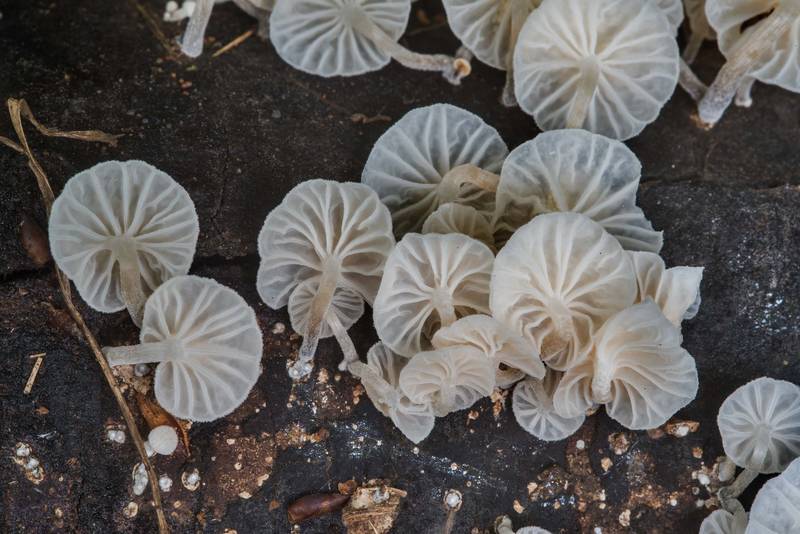 Cluster of small white mushrooms Marasmiellus candidus on a fallen branch in Lick Creek Park. College Station, Texas, May 24, 2018