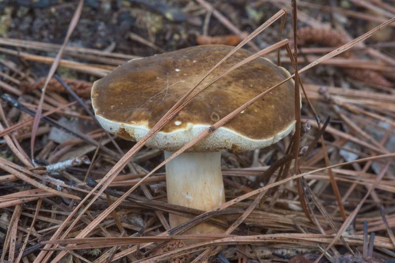 Spotted bolete mushroom (<B>Xanthoconium affine</B>) on Caney Creek section of Lone Star Hiking Trail in Sam Houston National Forest near Huntsville, Texas, <A HREF="../date-en/2018-05-26.htm">May 26, 2018</A>