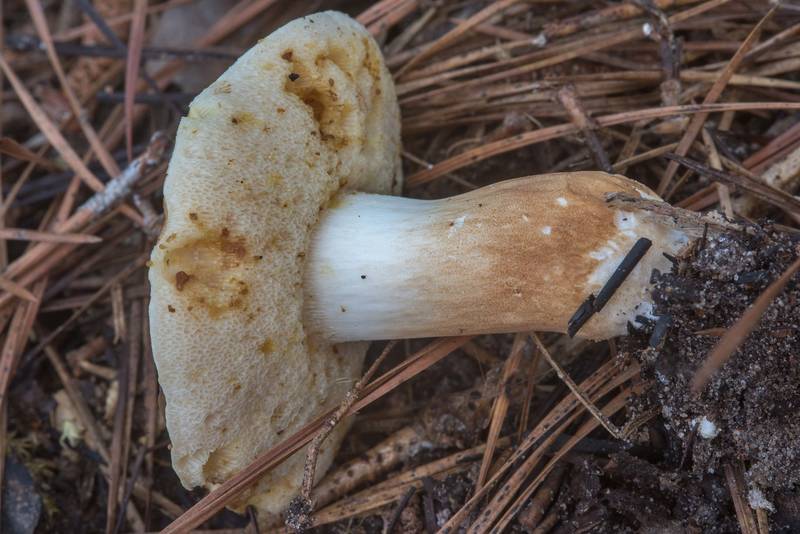Underside of spotted bolete mushroom (<B>Xanthoconium affine</B>) on Caney Creek section of Lone Star Hiking Trail in Sam Houston National Forest near Huntsville, Texas, <A HREF="../date-en/2018-05-26.htm">May 26, 2018</A>