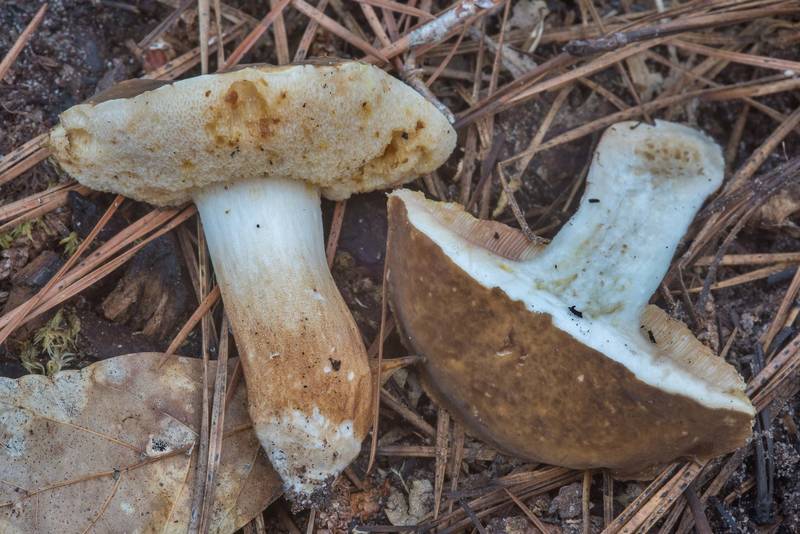 Dissected spotted bolete mushroom (Xanthoconium affine) on Caney Creek section of Lone Star Hiking Trail in Sam Houston National Forest near Huntsville, Texas, May 26, 2018