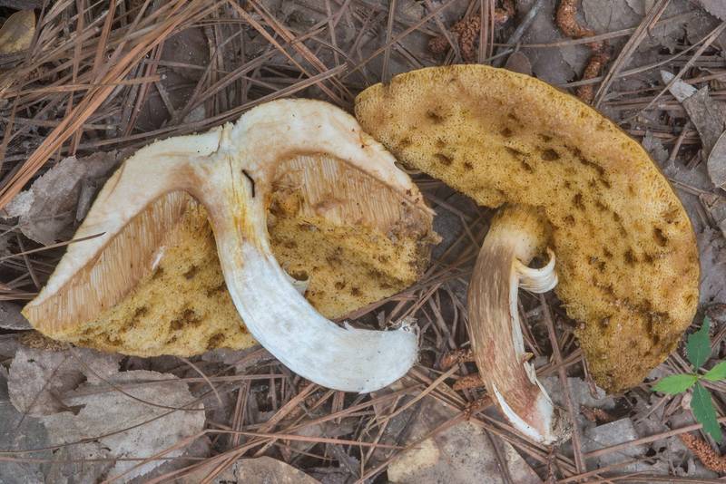 Dissected spotted bolete mushroom (<B>Xanthoconium affine</B> var. maculosus) on Caney Creek Trail (Little Lake Creek Loop Trail) in Sam Houston National Forest, near Huntsville. Texas, <A HREF="../date-en/2018-05-26.htm">May 26, 2018</A>
