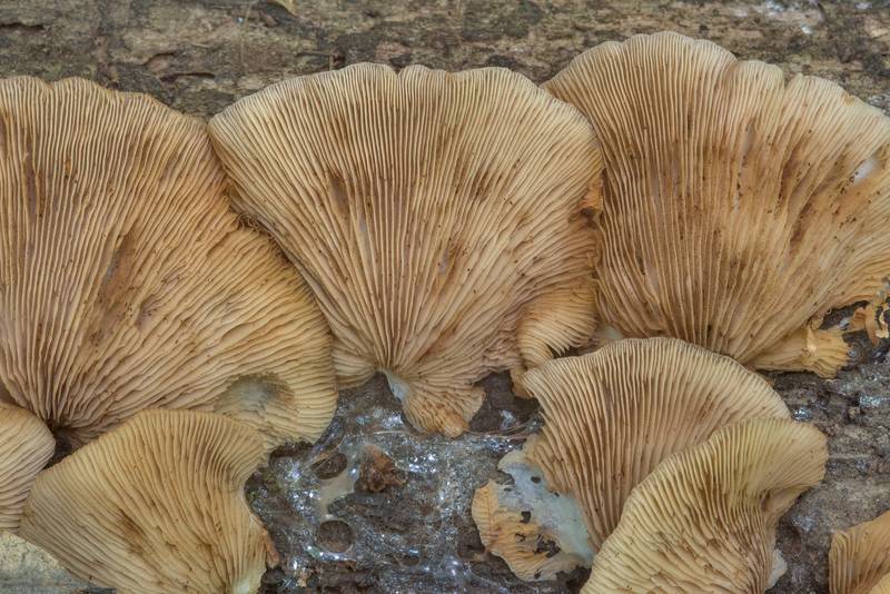 Gills of oysterling mushrooms Crepidotus malachius on Caney Creek Trail (Little Lake Creek Loop Trail) in Sam Houston National Forest, near Huntsville. Texas, May 26, 2018