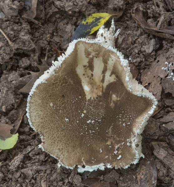 American Gray Dust Lepidella mushroom (Amanita cinereoconia) in Lick Creek Park. College Station, Texas, June 3, 2018