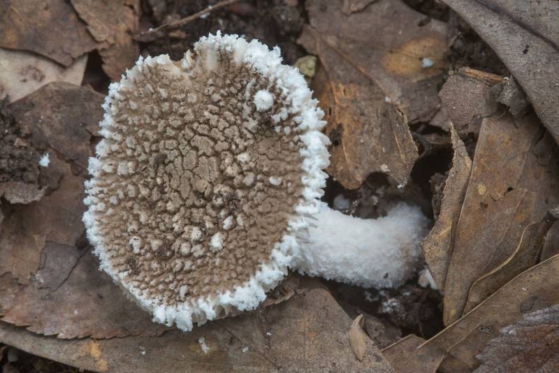 American Gray Dust Lepidella mushroom (Amanita cinereoconia) in Lick Creek Park. College Station, Texas, June 6, 2018