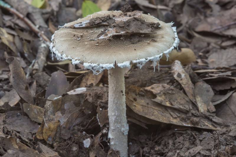 American Gray Dust Lepidella mushroom (Amanita cinereoconia) in Lick Creek Park. College Station, Texas, June 13, 2018