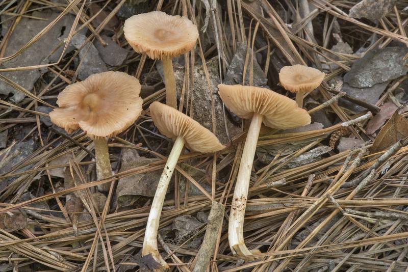 Pinkgill mushrooms Entoloma strictius near a boardwalk on Sundew Trail in Big Thicket National Preserve. Kountze, Texas, June 23, 2018