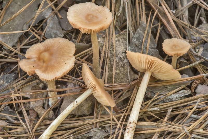 Pinkgill mushrooms Entoloma strictius in wet area on Sundew Trail in Big Thicket National Preserve. Kountze, Texas, June 23, 2018