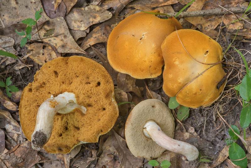 Spotted bolete mushrooms (Xanthoconium affine) in Lick Creek Park. College Station, Texas, June 28, 2018
