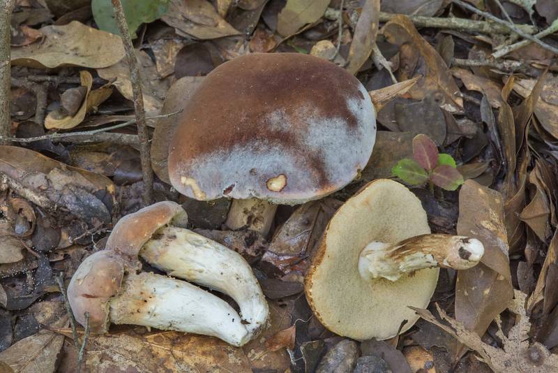 Hypomyces fungus on Xanthoconium affine mushrooms in Lick Creek Park. College Station, Texas, June 28, 2018