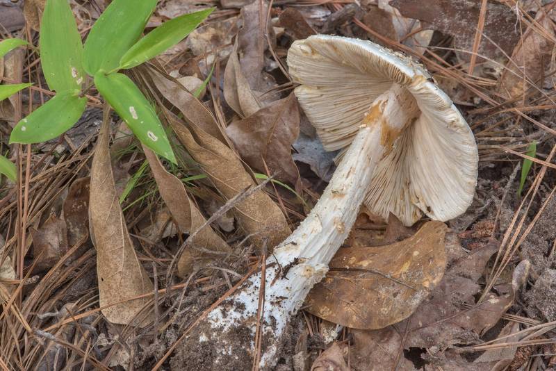 Golden Threads Lepidella mushroom (Amanita canescens) in a mixed pine and oak forest on Caney Creek section of Lone Star Hiking Trail in Sam Houston National Forest near Huntsville, Texas, June 30, 2018