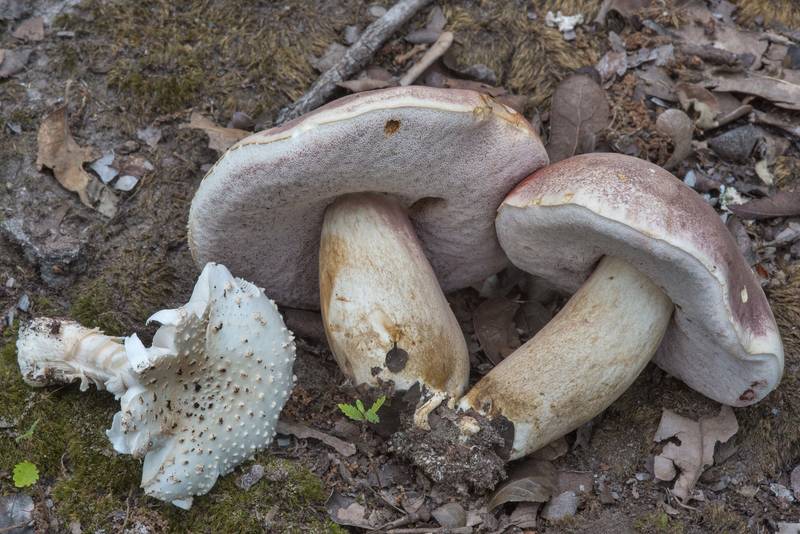 Bitter bolete mushrooms (Tylopilus rubrobrunneus) and Golden Threads Lepidella (<B>Amanita canescens</B>) in Lick Creek Park. College Station, Texas, <A HREF="../date-en/2018-07-02.htm">July 2, 2018</A>