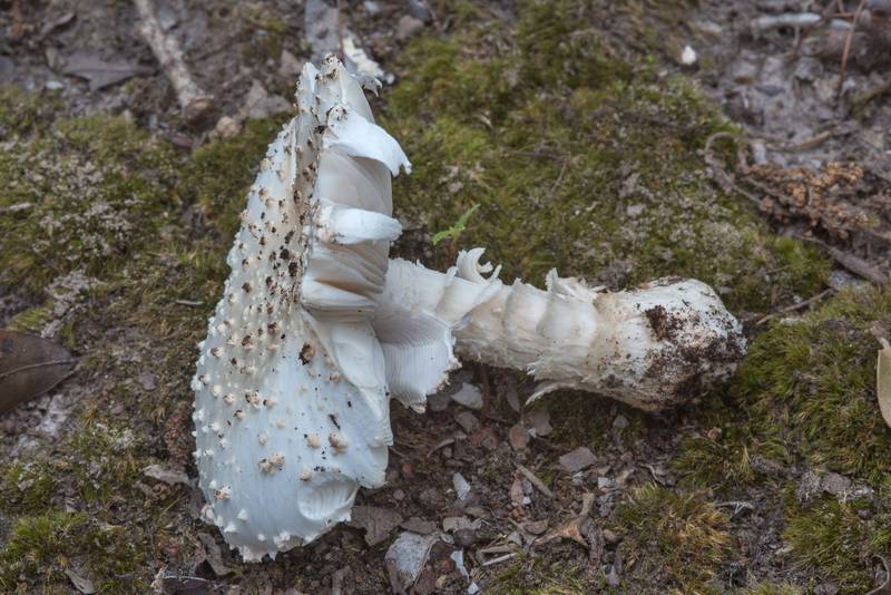Golden Threads Lepidella mushroom (<B>Amanita canescens</B>) in Lick Creek Park. College Station, Texas, <A HREF="../date-en/2018-07-02.htm">July 2, 2018</A>
