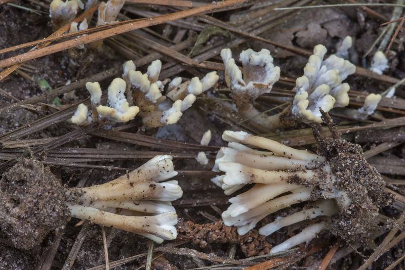 <B>Tremellodendropsis semivestita</B>(?) mushrooms on floodplain on Caney Creek Trail (Little Lake Creek Loop Trail) in Sam Houston National Forest, near Huntsville. Texas, <A HREF="../date-en/2018-07-07.htm">July 7, 2018</A>