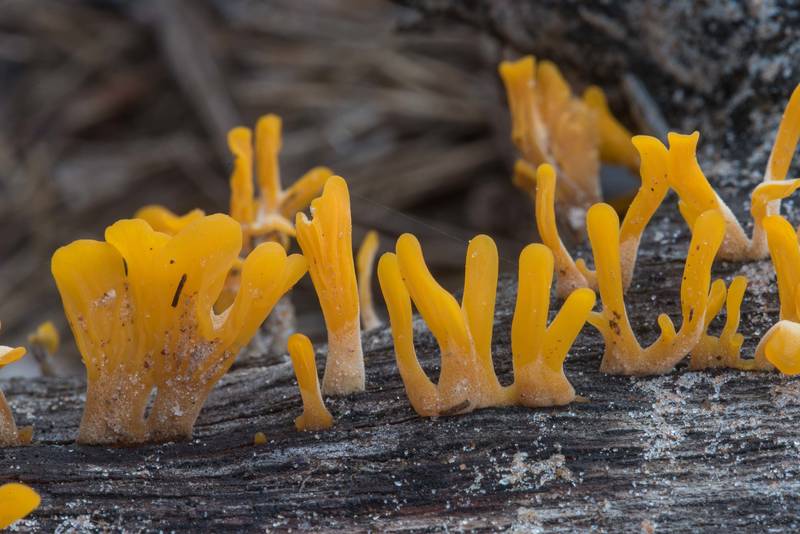 Jelly fungus <B>Dacryopinax spathularia</B> on a fallen oak branch in Lick Creek Park. College Station, Texas, <A HREF="../date-en/2018-07-09.htm">July 9, 2018</A>