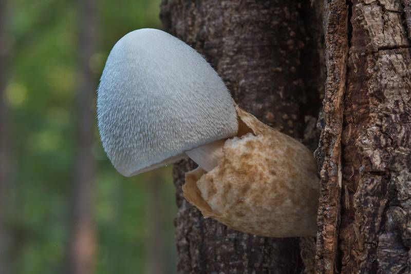 Silky sheath mushroom (<B>Volvariella bombycina</B>) on a small damaged living oak on Caney Creek section of Lone Star Hiking Trail in Sam Houston National Forest near Huntsville, Texas, <A HREF="../date-en/2018-07-13.htm">July 13, 2018</A>