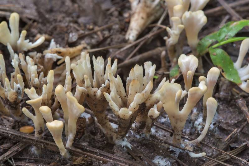 Tremellodendropsis semivestita mushrooms on Caney Creek Trail (Little Lake Creek Loop Trail) in Sam Houston National Forest, near Huntsville. Texas, July 15, 2018