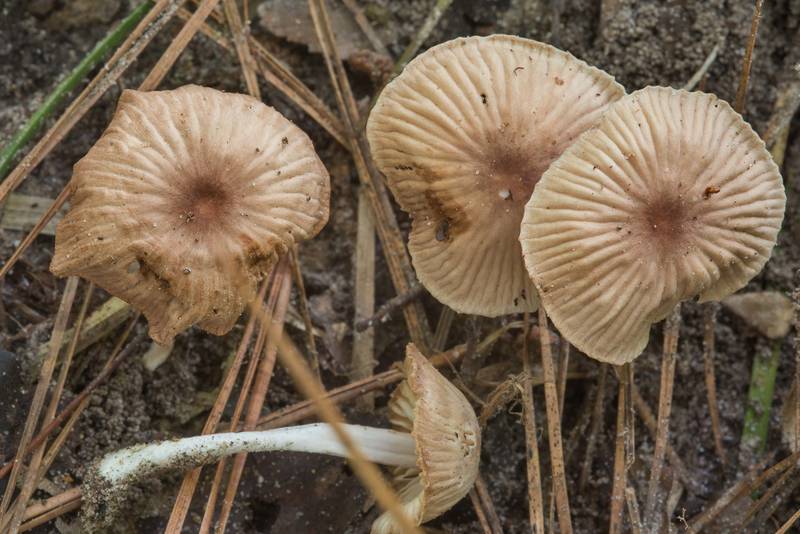 Gymnopus foetidus mushrooms on floodplain on Caney Creek Trail (Little Lake Creek Loop Trail) in Sam Houston National Forest, near Huntsville. Texas, July 15, 2018