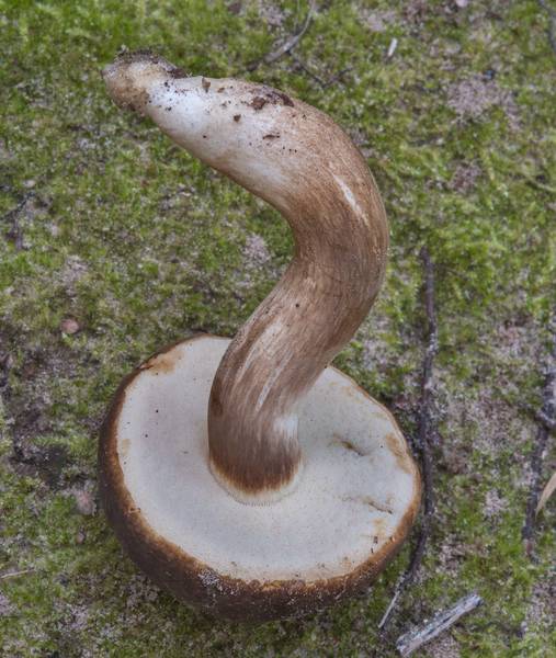 Underside of spotted bolete mushroom (<B>Xanthoconium affine</B>) in Lick Creek Park. College Station, Texas, <A HREF="../date-en/2018-07-18.htm">July 18, 2018</A>