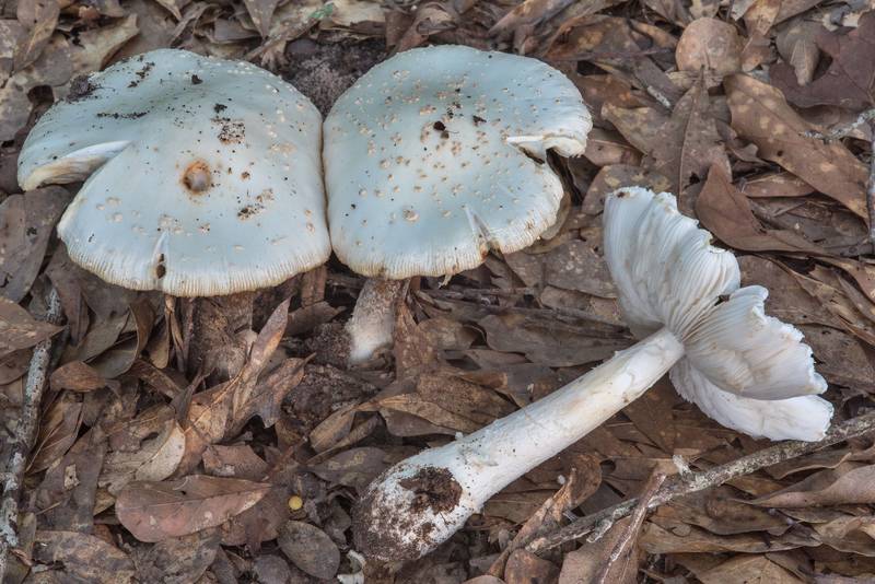 Golden Threads Lepidella mushrooms (<B>Amanita canescens</B>) in Lick Creek Park. College Station, Texas, <A HREF="../date-en/2018-07-20.htm">July 20, 2018</A>