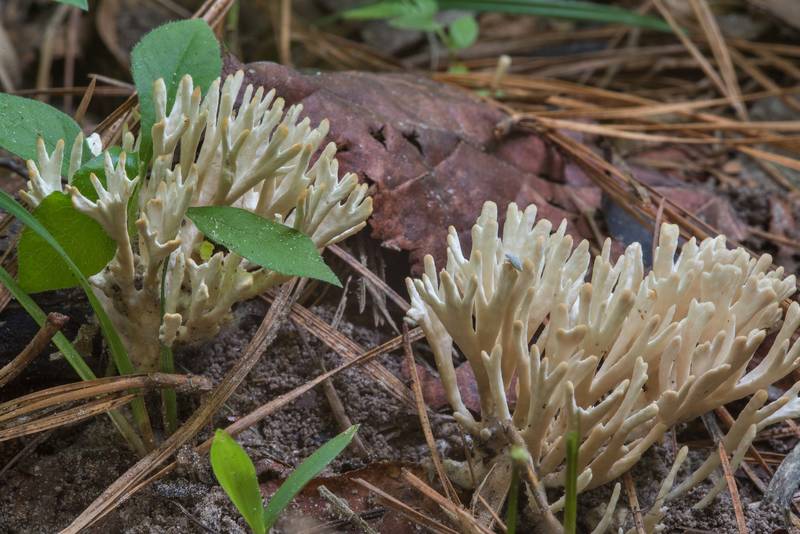 Group of coral like mushrooms Tremellodendropsis semivestita on floodplain on Caney Creek Trail (Little Lake Creek Loop Trail) in Sam Houston National Forest, near Huntsville. Texas, July 21, 2018