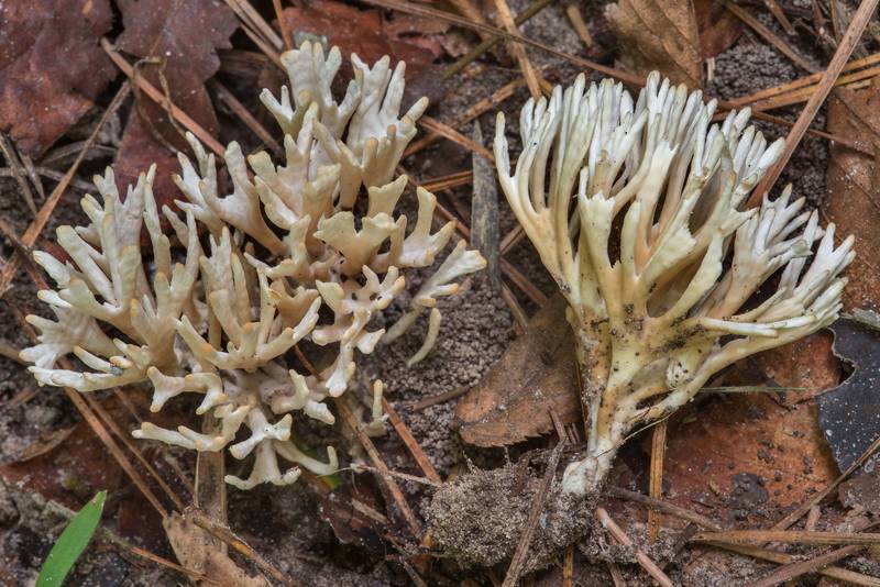 Side view of coral like mushrooms <B>Tremellodendropsis semivestita</B> on floodplain on Caney Creek Trail (Little Lake Creek Loop Trail) in Sam Houston National Forest, near Huntsville. Texas, <A HREF="../date-en/2018-07-21.htm">July 21, 2018</A>