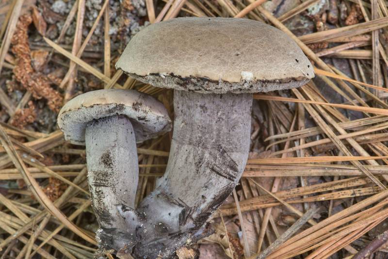 Side view of dark grey bolete mushrooms Tylopilus griseocarneus on Caney Creek Trail (Little Lake Creek Loop Trail) in Sam Houston National Forest, near Huntsville. Texas, July 21, 2018