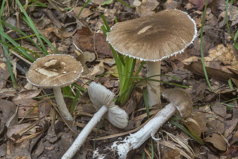 Gray Dust Lepidella mushrooms (<B>Amanita cinereoconia</B>) in Lick Creek Park. College Station, Texas, <A HREF="../date-en/2018-09-18.htm">September 18, 2018</A>