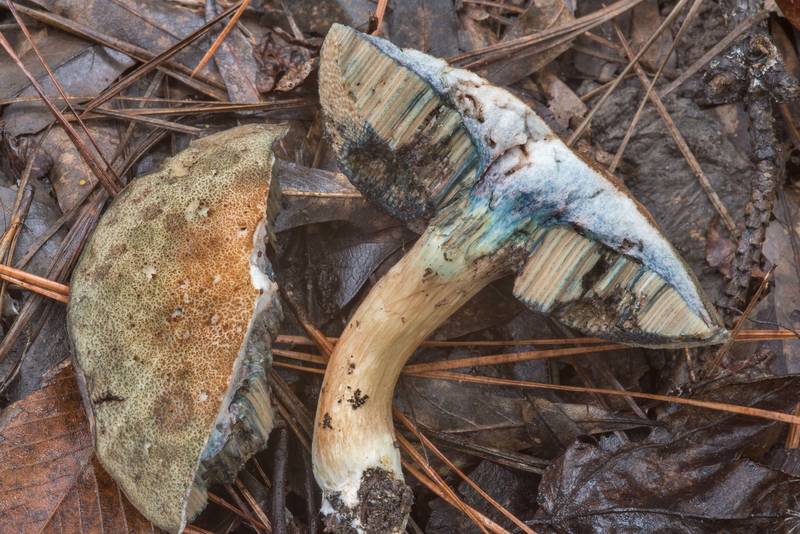 Bitter bolete mushroom Porphyrellus sordidus (Tylopilus sordidus) on Caney Creek section of Lone Star Hiking Trail in Sam Houston National Forest near Huntsville, Texas, September 22, 2018