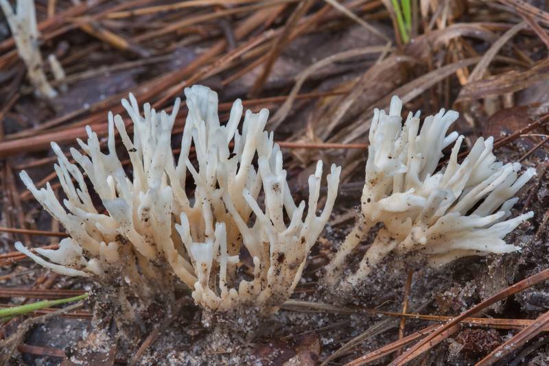 Coral like mushrooms Tremellodendropsis semivestita on Little Lake Creek Loop Trail in Sam Houston National Forest. Richards, Texas, September 30, 2018
