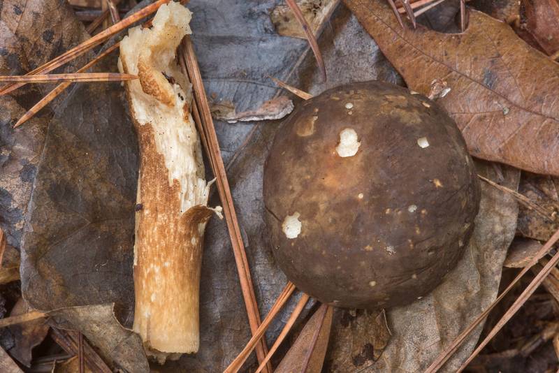 Bolete mushroom Xanthoconium affine in Watson Rare Native Plant Preserve. Warren, Texas, November 10, 2018
