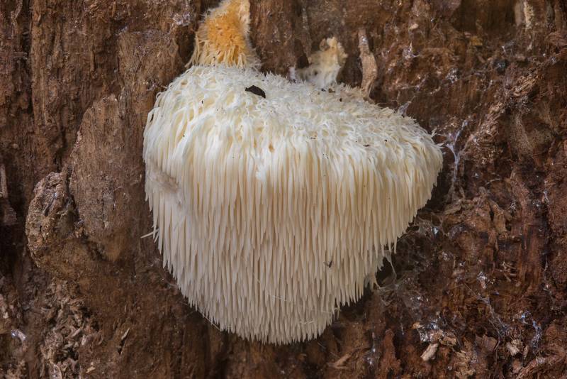 Small Bearded Tooth Mushroom (Hericium erinaceus) on rotting oak in Lick Creek Park. College Station, Texas, November 27, 2018