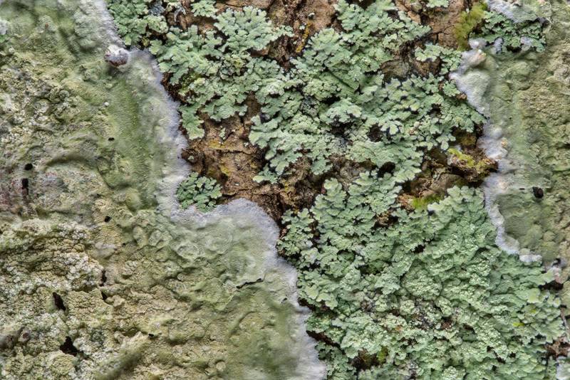 Phyllopsora pyxinoides (Crocynia pyxinoides) and Cryptothecia striata lichens on a tree in Big Creek Scenic Area of Sam Houston National Forest. Shepherd, Texas, February 1, 2019