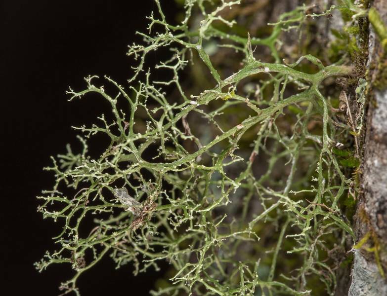 <B>Ramalina dasypoga</B> lichen on a tree in Big Creek Scenic Area of Sam Houston National Forest. Shepherd, Texas, <A HREF="../date-en/2019-02-01.htm">February 1, 2019</A>