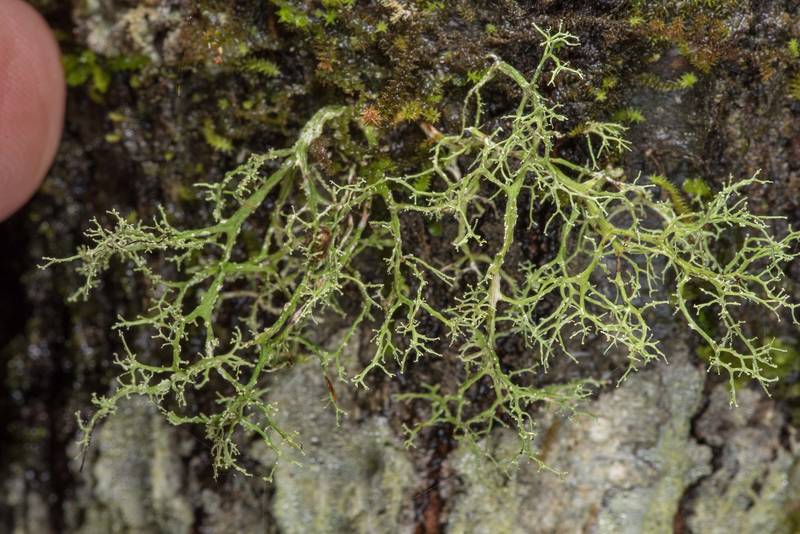 Ramalina dasypoga(?) lichen on a tree in a forest in area of Winters Bayou in Sam Houston National Forest, east from Waverly. Texas, February 23, 2019
