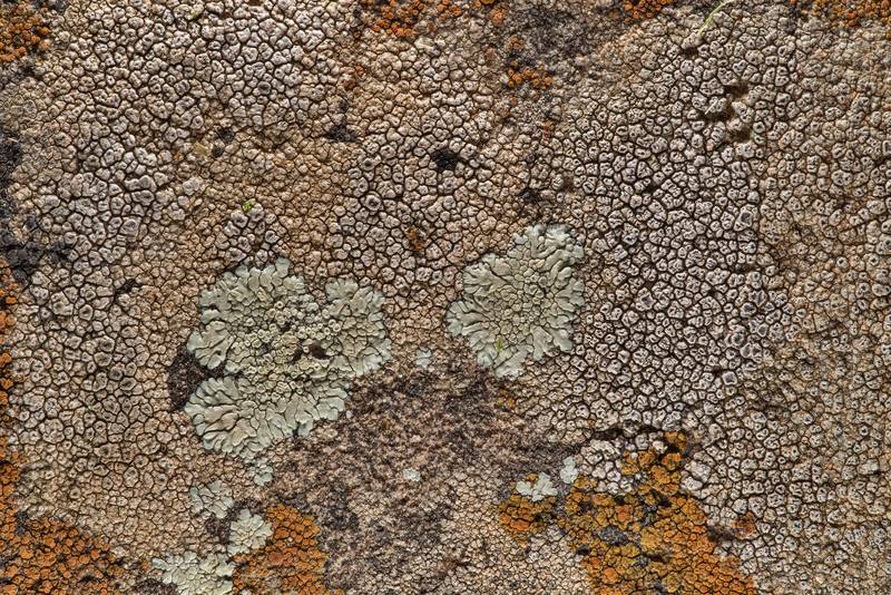 Diploschistes actinostomus(?) together with other lichens near Lost Pines Overlook in Bastrop State Park. Bastrop, Texas, March 14, 2019