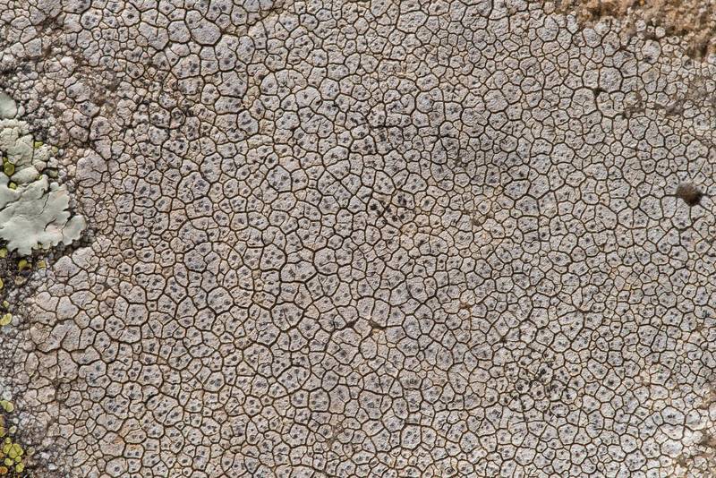 Lichen Diploschistes actinostomus(?) on sandstone near Lost Pines Overlook in Bastrop State Park. Bastrop, Texas, March 14, 2019