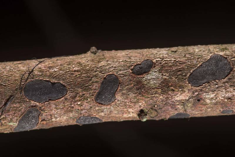 Black crust fungus Whalleya microplaca (family Xylariaceae) on a fallen twig on a property at 5369 Farm to Market Road 770 near Kountze. Texas, June 8, 2019