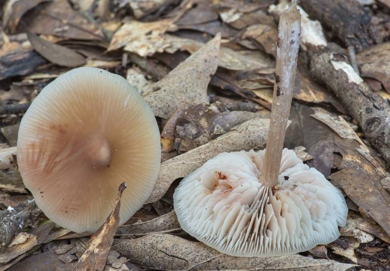 Pinkgill mushrooms Entoloma strictius var. isabellinum in Lick Creek Park. College Station, Texas, June 18, 2019