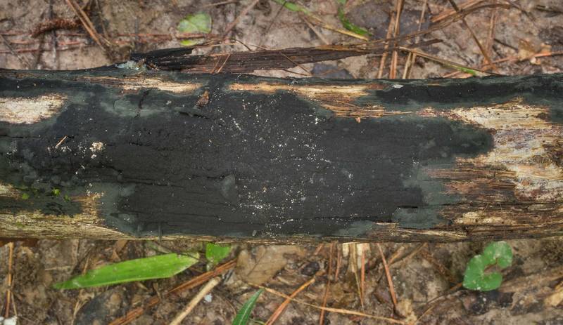 Black prostrate (corticioid) fungus Chaetosphaerella phaeostroma on a fallen tree in Big Creek Scenic Area of Sam Houston National Forest. Shepherd, Texas, June 26, 2019