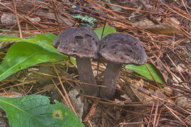 Dark grey bolete mushrooms Tylopilus griseocarneus on Caney Creek Trail (Little Lake Creek Loop Trail) in Sam Houston National Forest north from Montgomery. Texas, June 27, 2019