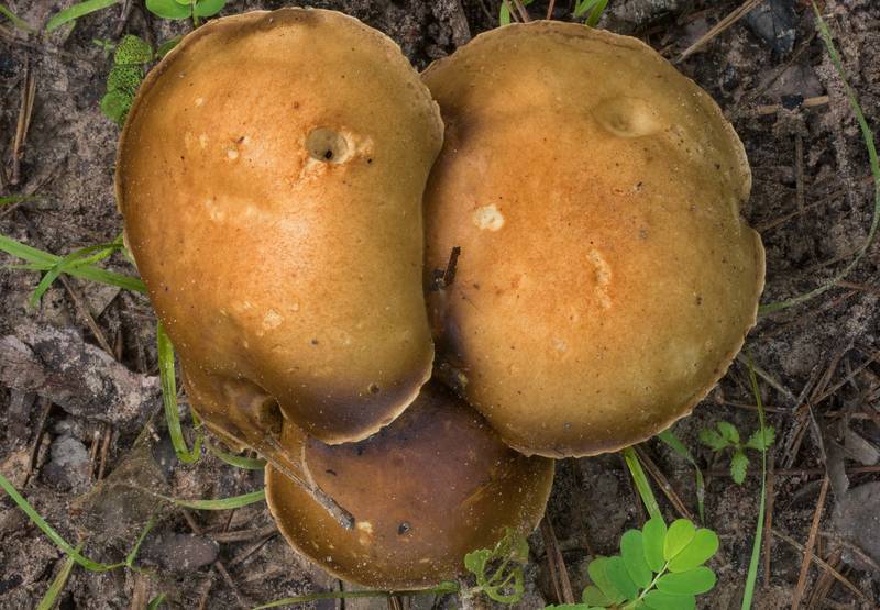 Spotted bolete mushrooms (<B>Xanthoconium affine</B>) on Little Lake Creek Loop Trail in Sam Houston National Forest. Richards, Texas, <A HREF="../date-en/2019-06-29.htm">June 29, 2019</A>