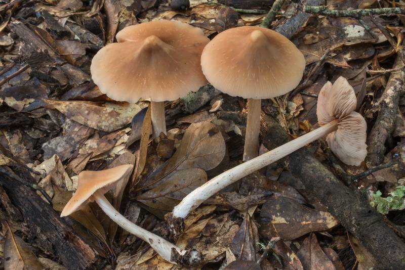 Pinkgill mushrooms <B>Entoloma strictius</B> under oaks in Lick Creek Park. College Station, Texas, <A HREF="../date-en/2019-06-30.htm">June 30, 2019</A>